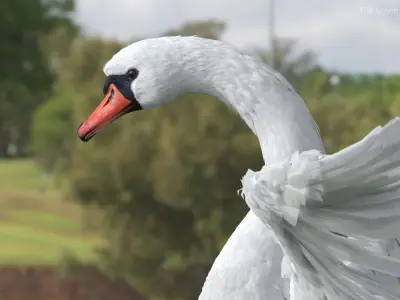  White Swan Rigged 