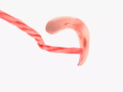 4 Weeks Human Fetus Low-poly 3D model