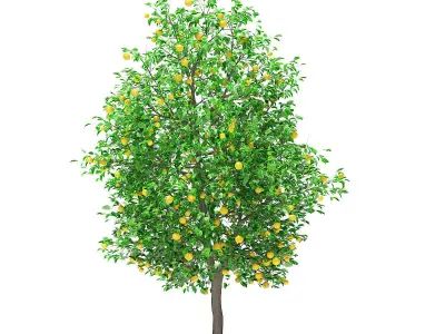Grapefruit Tree with Fruits 3D model