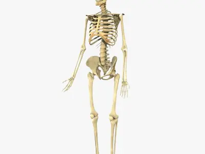 Human Skeleton Full Body 3D model
