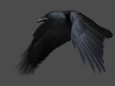  Chihuahuan Raven (Animated) 