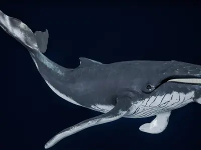  Humpback Whale Rigged PBR 