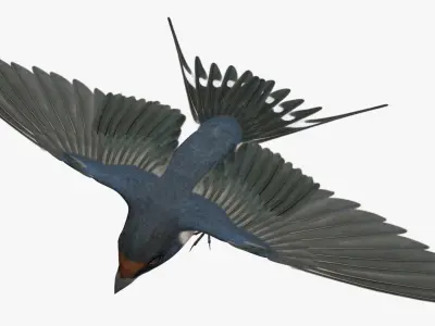  Hirundo Rustica "Barn Swallow" 