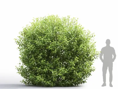 Prunus Padus 7 3D model