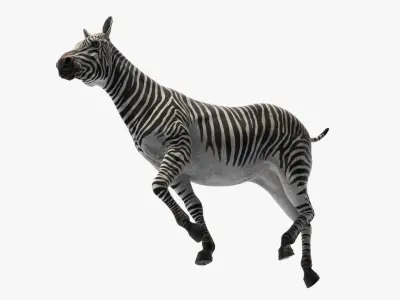  Striped Equine Running 
