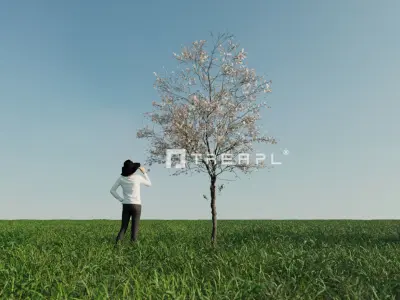 14X Apple tree - Including spring blossom 3D model