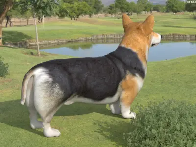  Dog Welsh Corgi Pembroke Tricolor Rigged for Maya 