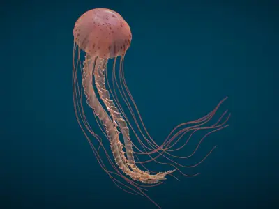  Jellyfish Long Pro Rigged 
