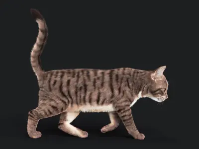  Cat Grey Tabby RIG - YETI version 
