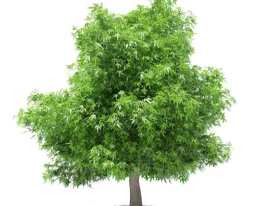 Mango Tree 3D model