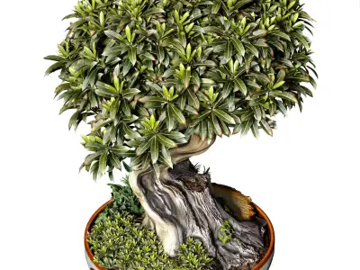 Decorative tree Bonsai plant Rustic flower vase urn flowerpot 3D model