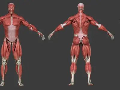 Full Human Muscle Anatomy Medical Edition 3D model