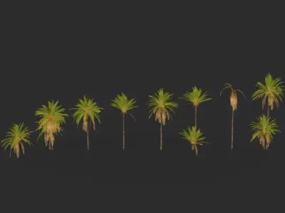Phoenix Dactylifera Palm Tree Low-poly 3D model