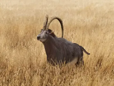 Sable Antelope - Rigged 3D model