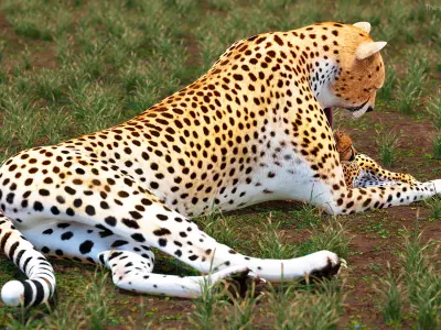  Cheetah Mother and Cub Lying Down 