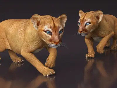  Puma Cub Rigged for Maya 