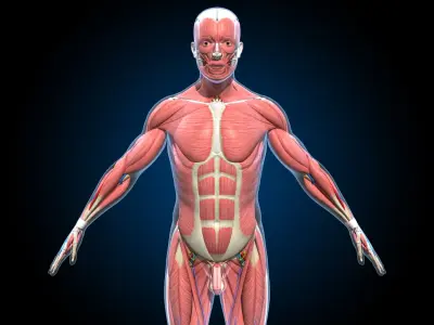  Ultimate Male Anatomy PRO - Advanced Rig w Animation 