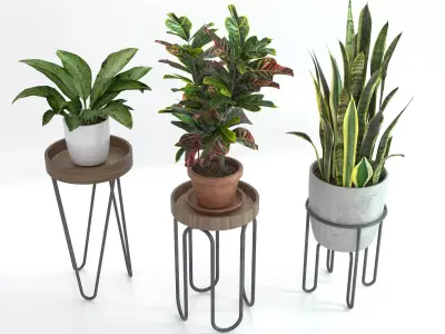 Plant Stands with Three Houseplants 3D model