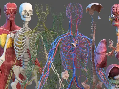  Complete Female Body Anatomy Fur 