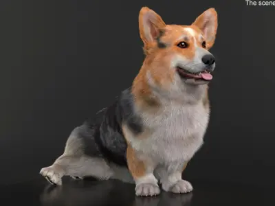  Tricolor Welsh Corgi Pembroke Sitting Pose Fur for Maya 