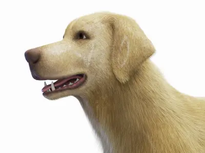  Full Dog Male Anatomy Static - Hair and Fur 