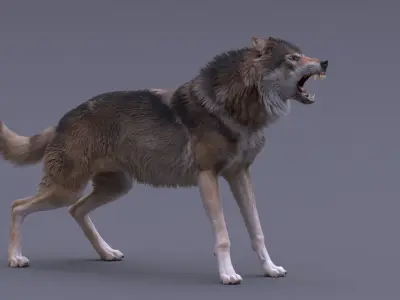  Gray Wolf Rigged 