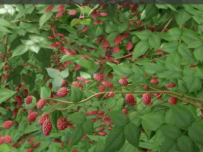 Low-Poly Rasberry Bushes and Hedges Low-poly 3D model
