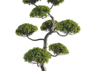 bush tree shuba 1 3D model