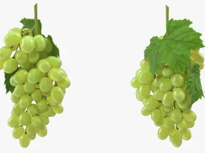  Bunch of Green Grapes 