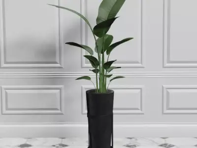 Potted Plant Birds Of Paradise Free low-poly 3D model