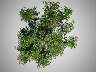 Apple Tree Free low-poly 3D model