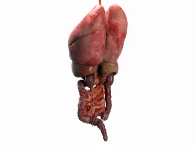  Human Internal Organs 
