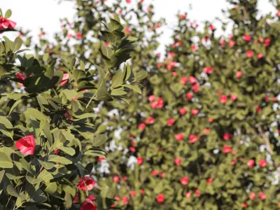 4 tree 3d models-Vol 02 3D model
