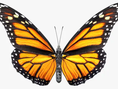  Danaus Plexippus Butterfly 