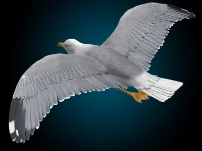  Seagull - Flight 