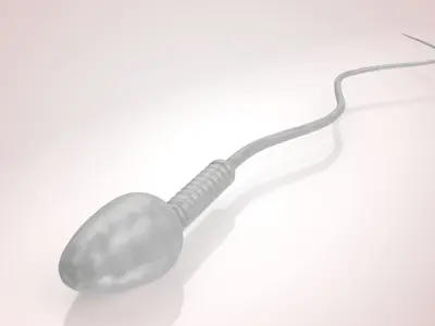 Animated Sperm Cell or Spermatozoa Low-poly 3D model