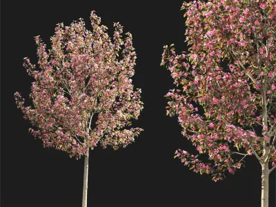 Malus flowering 8 3D model