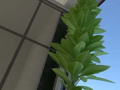 Window Plant Free 3D model