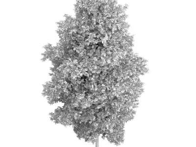 Large-leaved Lime Tree Tilia platyphyllos 3D model