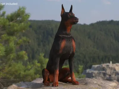  Doberman Pinscher Sits Fur for Maya 