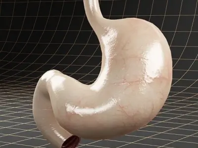 Anatomy stomach PACK 3D model