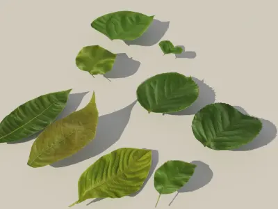 Leaf realistic pack Vol 01  Low-poly 3D model