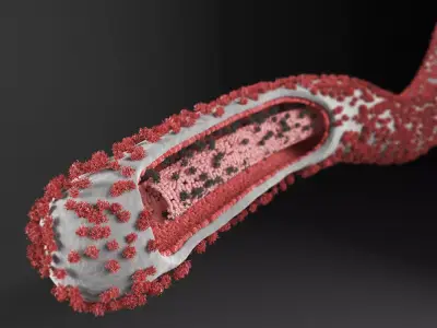 Ebola Virus 3D model