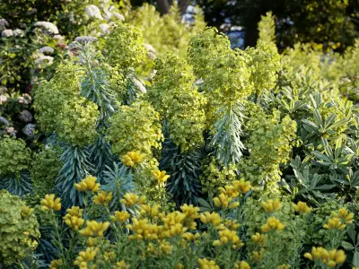  Mediterranean garden plants - Include GrowFX and Mesh file 