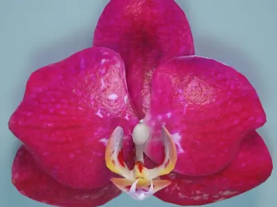 6 Orchids Flowers Low-poly 3D model