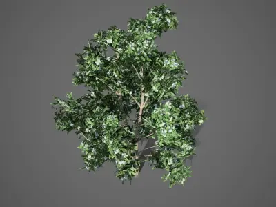 Korean Stewartia Spring Tree Low-poly 3D model