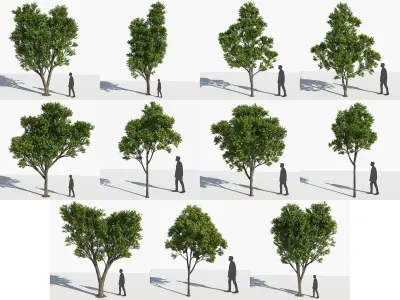  Eleven Trees 3 (+Growfx) 