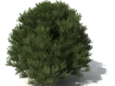 XfrogPlants Totara 3D model