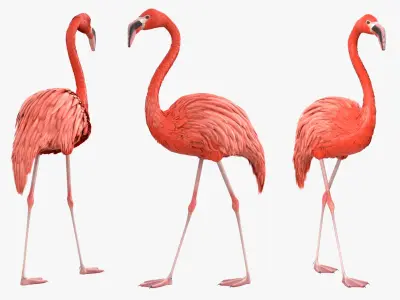  Bird Flamingo Pink Animated Rigged for Blender 