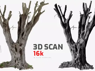 Olive Tree 10 RAW 3D Scan 1x16k Texture OBJ  3D model